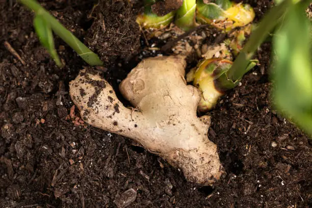 fresh Ginger root and leaf on the soil.