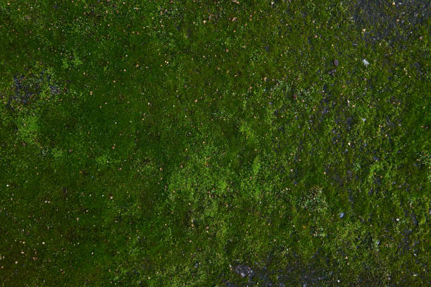istock Moss green texture. Moss background. Green moss on grunge texture, background. Long web banner 1342836893
