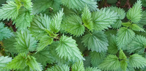 istock Lush green nettle, top view, wide background 1342837032