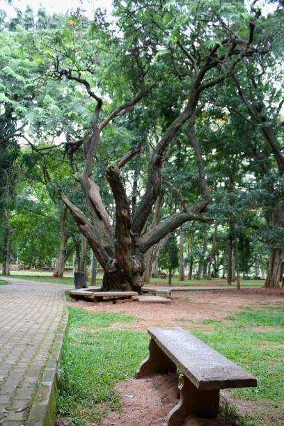 istock View of a very old tree 1342839494