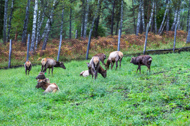 mountain altai, russia, marals in the forest - reindeer mist bildbanksfoton och bilder
