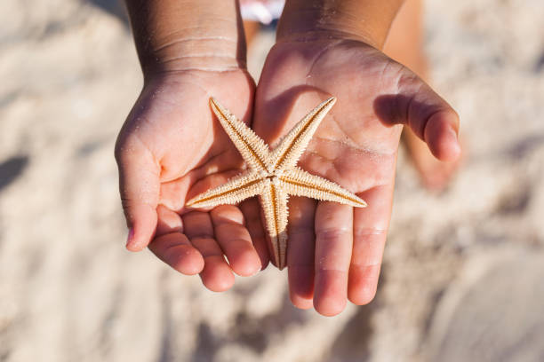 istock Children's hands are holding a beautiful starfish on the sandy beach 1342845825