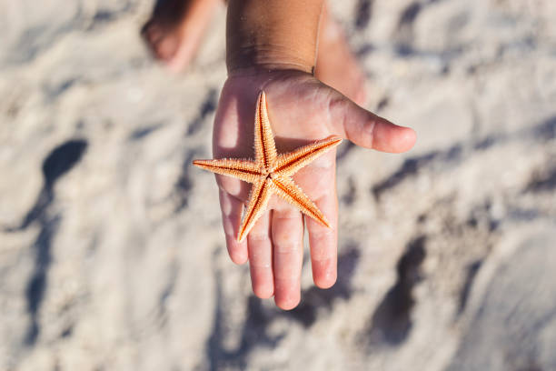 istock Beautiful starfish on a child's palm on a sandy beach 1342846458