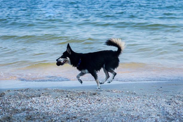 istock Dog with a cone in his mouth runs along the sea beach 1342846557