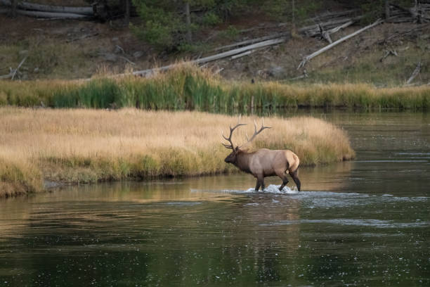 Bull elk crossing river gathering herd during rutting. This was in Madison river near West Yellowstone in Yellowstone National Park USA. Closest larger cities are Jackson Hole,Wyoming,  Bozeman and Billings, Montana in western USA.