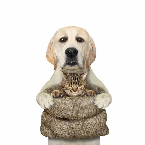 istock Dog labrador holds sack with kitten 1342847615