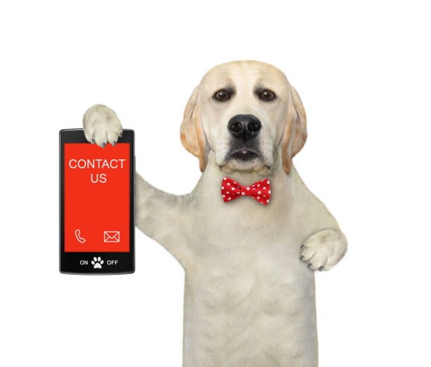 istock Dog labrador holds phone with text contact us 1342847619