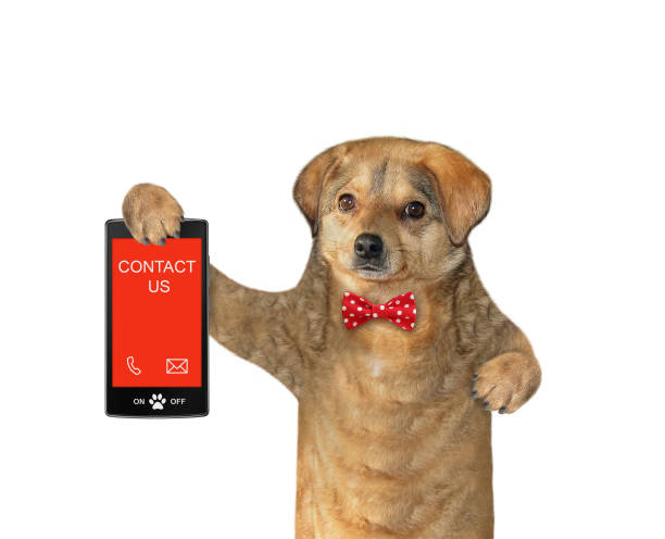 istock Dog holds phone with text contact us 1342847630