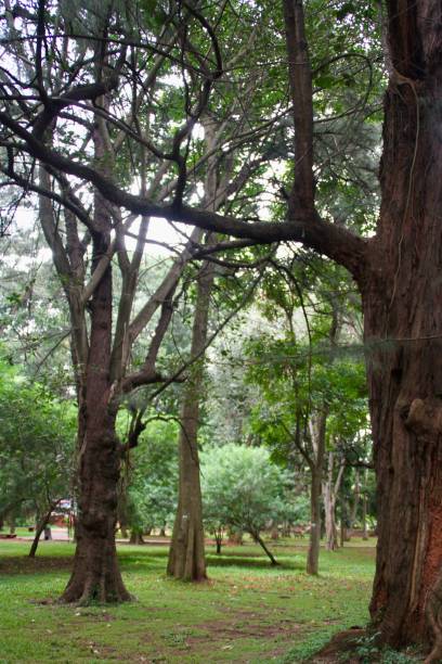 istock View of the branches of trees 1342847662
