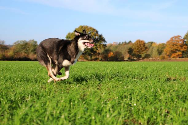 istock a funny mixed husky dog is running on a field 1342848208