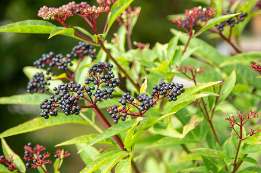 Ripe berries of elderberry, Sambucus ebulus. Attich - Stauden Holunder. Giftpflanze