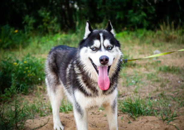 istock A black and white Siberian husky walking on a summer field. 1342870915