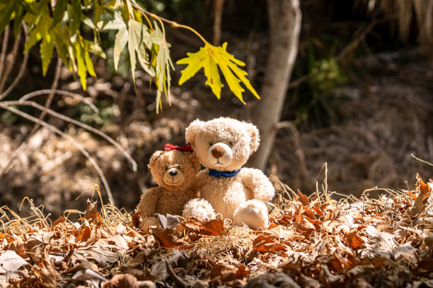 istock Two teddy bears sitting on autumn forest floor 1342887925
