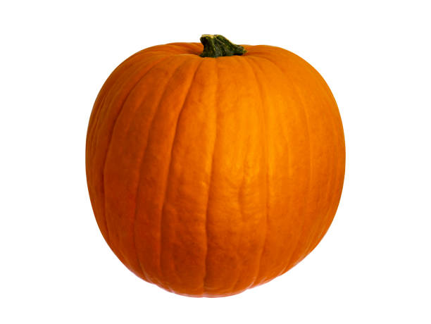 istock Pumpkin isolated on white background. Pumpkin for Halloween. 1342908417