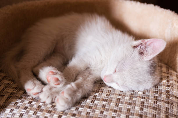 istock Beautiful white kitten with dark spot asleep on her side in her bed 1342908794