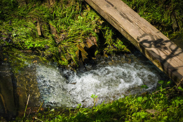 Plank across the stream in the forest