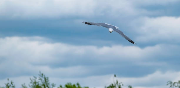istock Seagull in flight against the sky 1342910616