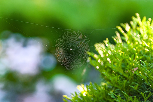 Cobweb on a background of grass