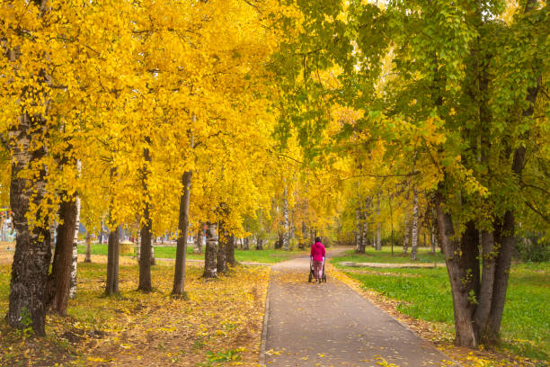 Aerial view of two people with umbrellas walking in an autumn forest.