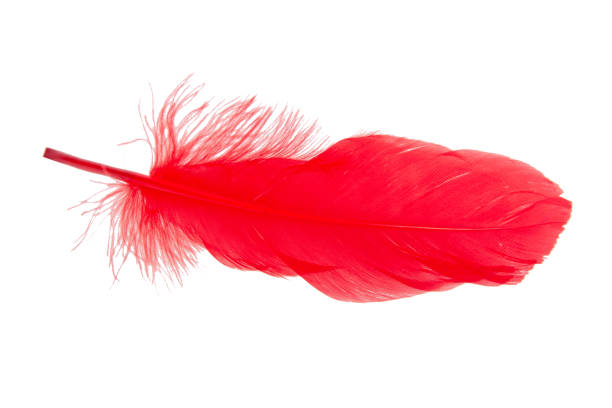 istock Elegant red feather isolated on the white background 1342929795