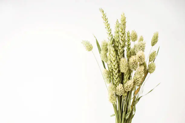 Bouquet of beautiful light green dried flowers on white background. Home decoration concept.