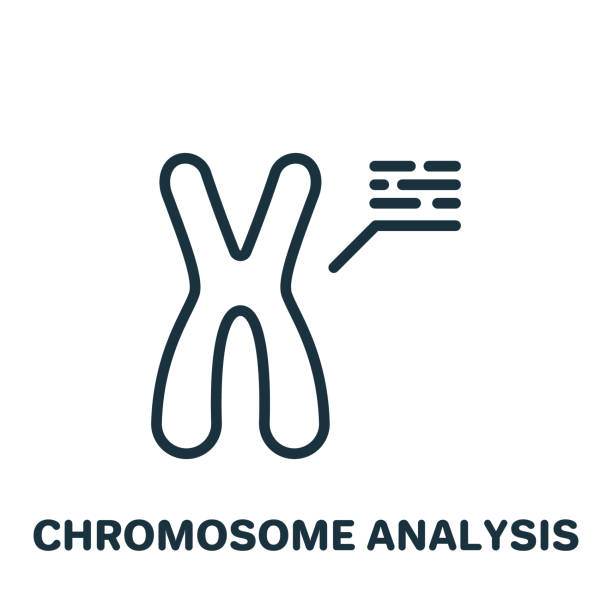 chromosomenanalyse-liniensymbol. x- und y-chromosom-forschung lineares piktogramm. biologietest des xy-chromosom-umrisssymbols. bearbeitbarer kontur. illustration isolierter vektoren - chromatid stock-grafiken, -clipart, -cartoons und -symbole