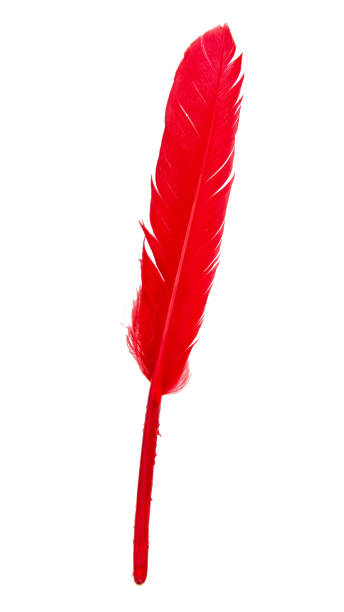 istock Elegant red feather isolated on the white background 1342929978