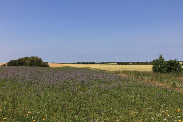 istock Summer on the Baltic island of Fehmarn 1342930055