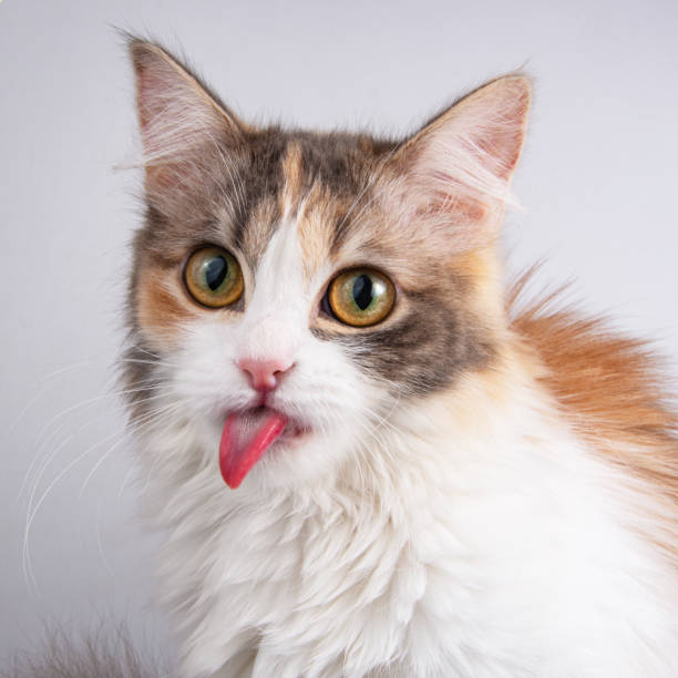 istock Funny fluffy forest cat bright color isolated on the white background 1342930308