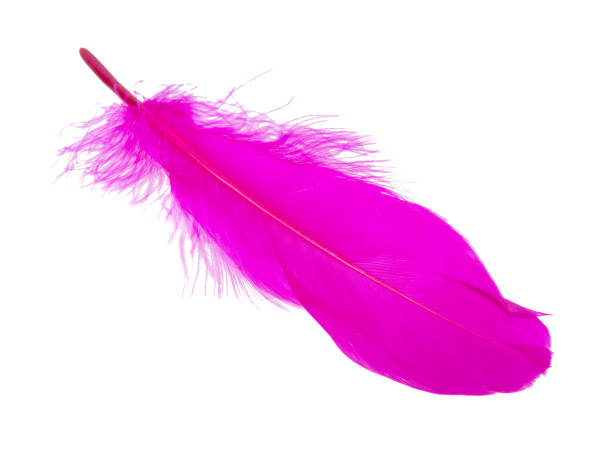 istock Pink decorative bird feather isolated on the white background 1342930371
