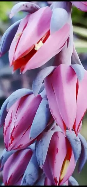 Escheveria flower