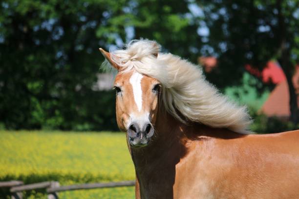 a beautiful haflinger horse head portrait - palomino imagens e fotografias de stock