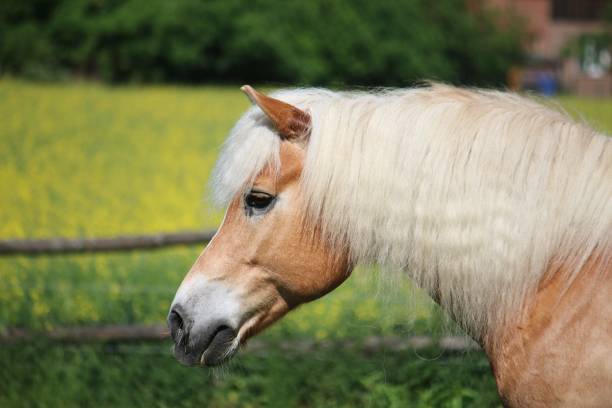 istock a beautiful haflinger horse head portrait 1342930926