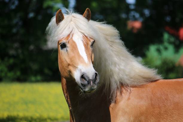 istock a beautiful haflinger horse head portrait 1342931609
