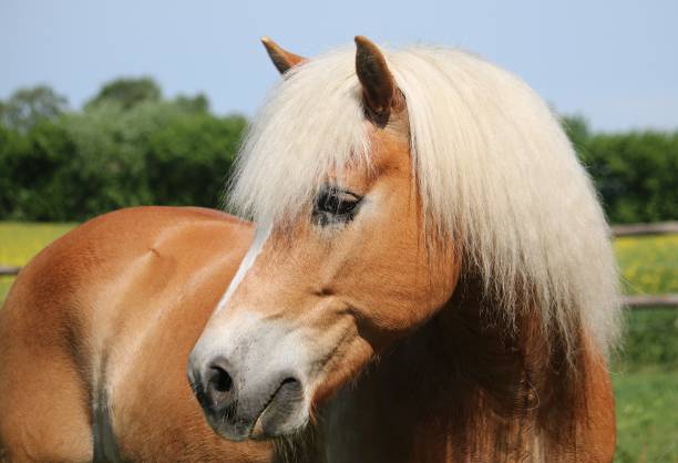 beautiful haflinger horse head portrait