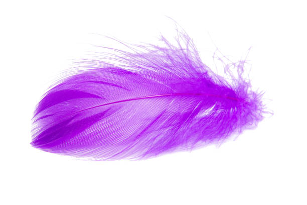 istock Purple violet fluffy elegance feather isolated on the white background 1342934354