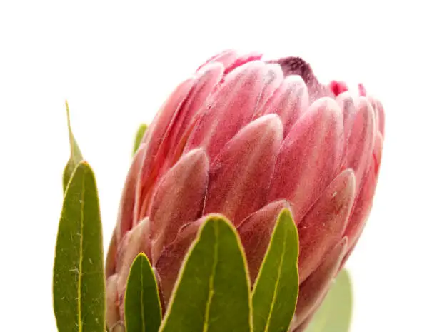 Pink exotic protea flower, cultivated as a cutflower isolated on white background