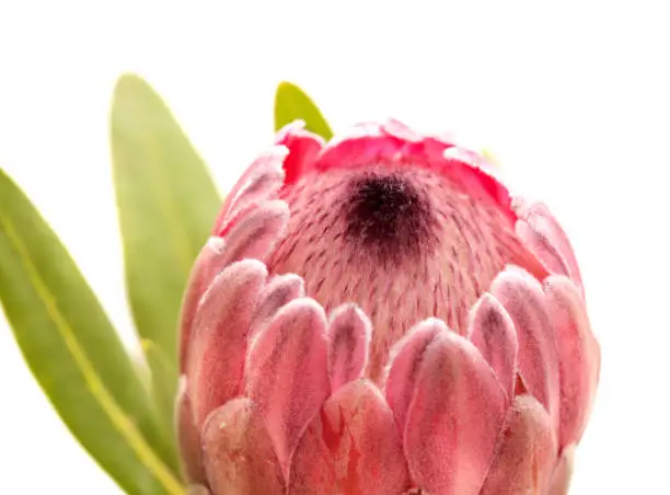 Pink exotic protea flower, cultivated as a cutflower isolated on white background