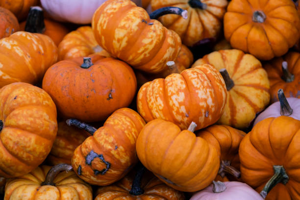 istock Autumn holiday pumpkin arrangement against 1342950106