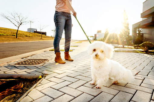 Cute little dog standing on a sidewalk with its owner during a walk on a late afternoon in summer