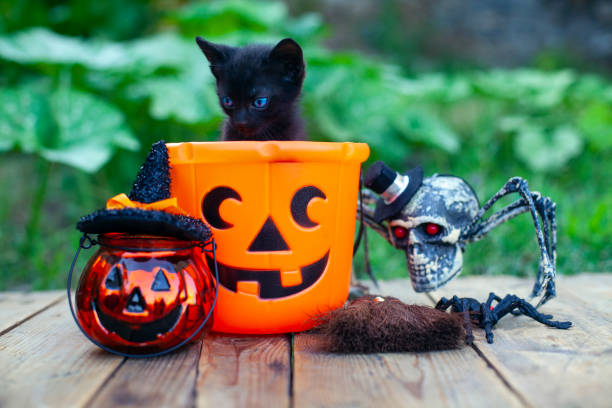 istock Halloween pumpkin and black cat on wooden background 1342951286