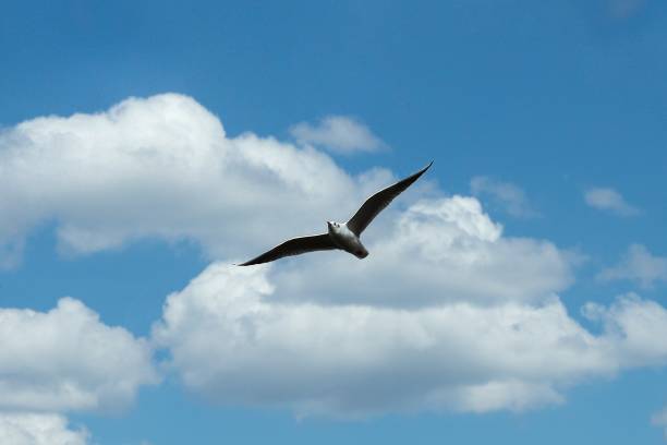 istock Seagull flying in blue cloudy sky 1342952367