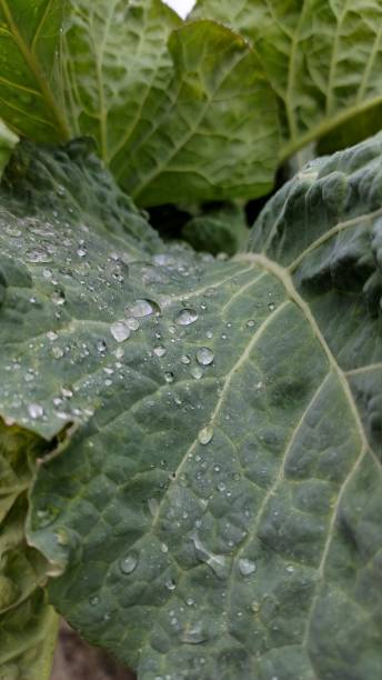 istock raindrop on collard greens in fresh garden 1342952535
