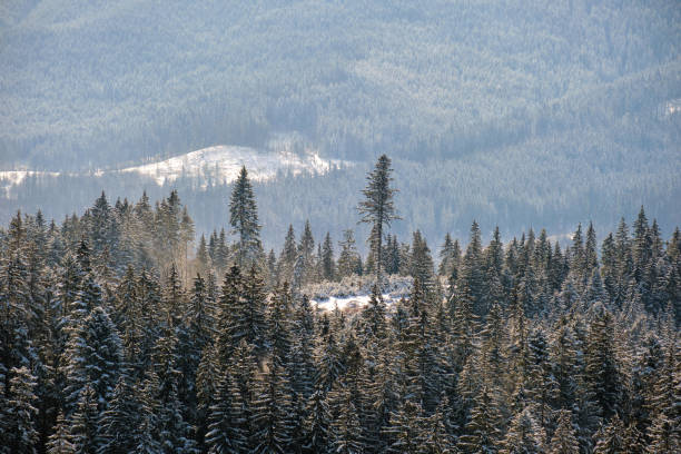 istock Bright winter landscape with pine trees covered with fresh fallen snow in mountain forest on cold wintry day. 1342952801
