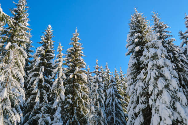 istock Pine trees covered with fresh fallen snow in winter mountain forest on cold bright day. 1342952829