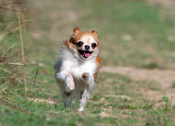 istock little chihuahua running 1342958758
