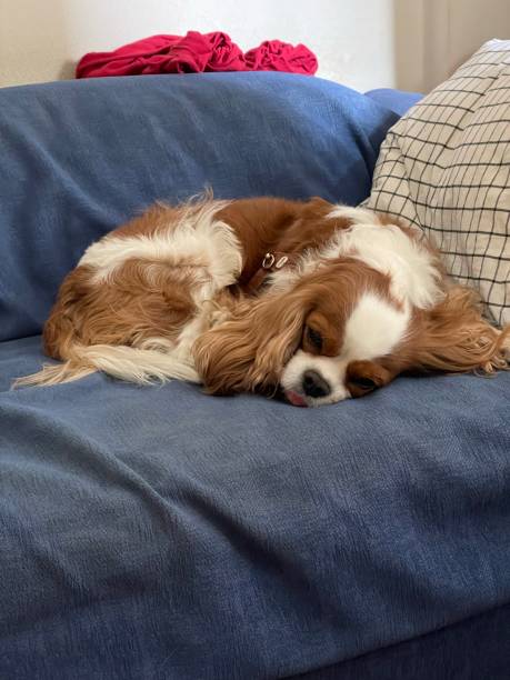 istock Playful puppy 1342960235