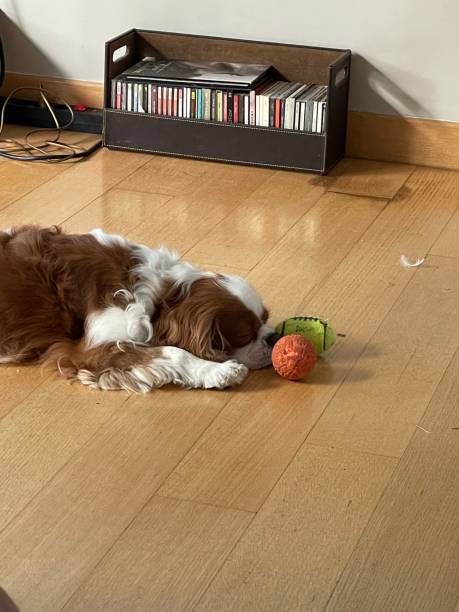 istock Playfulz puppy 1342960251