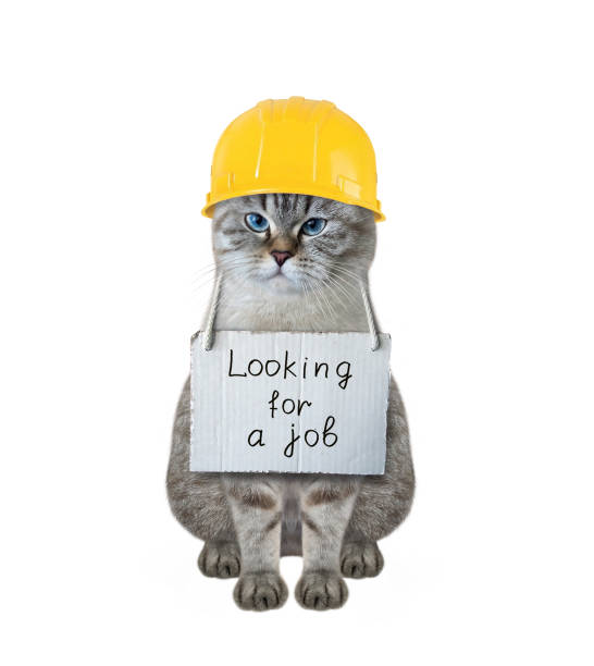 istock Cat ash looking for job 1342960472