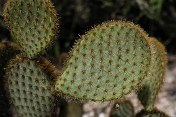 Opuntia microdasys close-up (angel's-wings, bunny ears cactus, bunny cactus or polka-dot cactus)